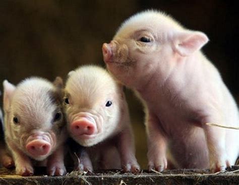 Baby Pigs Wallpapers Wallpaper Cave