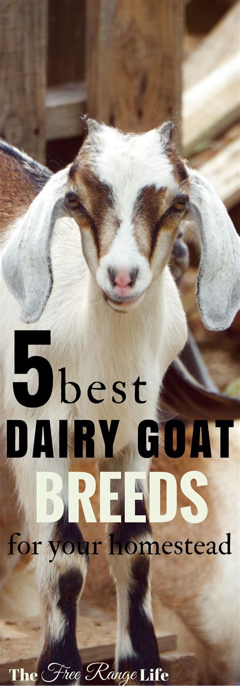 5 Best Dairy Goat Breeds For The Small Farm Dairy Goats Goats