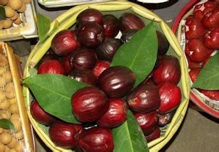 erek jambu bol