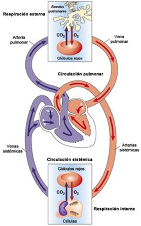 Sistema Circulatorio Humano Buscar Con Google Circulatory System Images