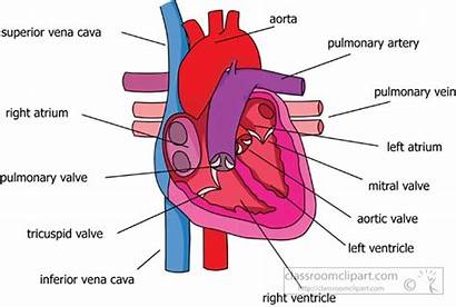 Labeled Heart Circulatory System Parts Clipart Human