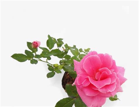 Check spelling or type a new query. Fantastis 14+ Wallpaper Taman Bunga Mawar Pink - Gambar ...