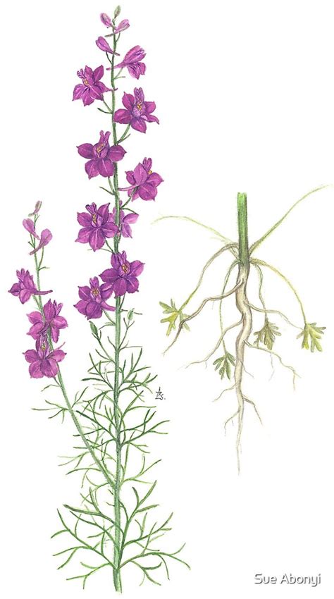 Eastern Larkspur Consolida Orientalis De Sue Abonyi Redbubble