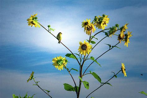 A Beautiful Sunflower Garden Scene Photograph By Varma