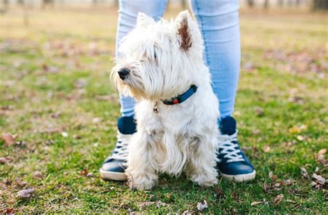 5 Small White Dog Breeds That Make Great Pets