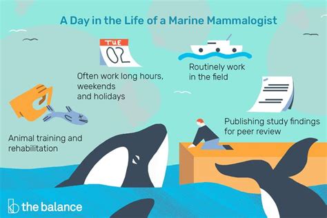 Marine Mammalogists Are Marine Biologists Who Focus On The Study Of