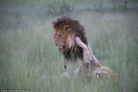 Nicole Cambr Photographs Two Male Lions Mating In Botswana Safari Park