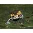 Asian Painted Frog Chubby Care Sheet >> Amphibian