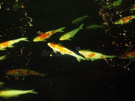 Colorful White Orange Spotted Carp Stock Photos Free And Royalty Free
