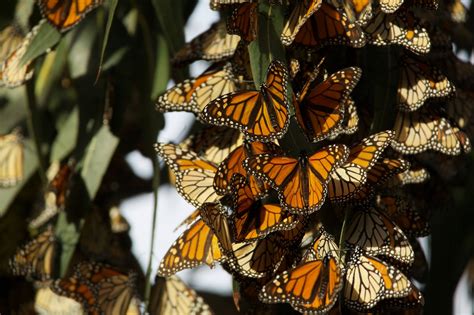 Monarch Butterflies Free Stock Photo Public Domain Pictures