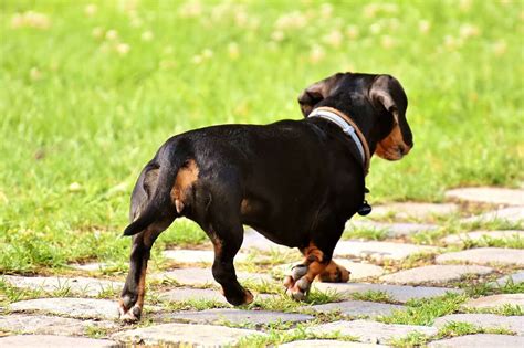 Dachshund: The Clever Family Dog that Will Lighten Your Day - PetDT