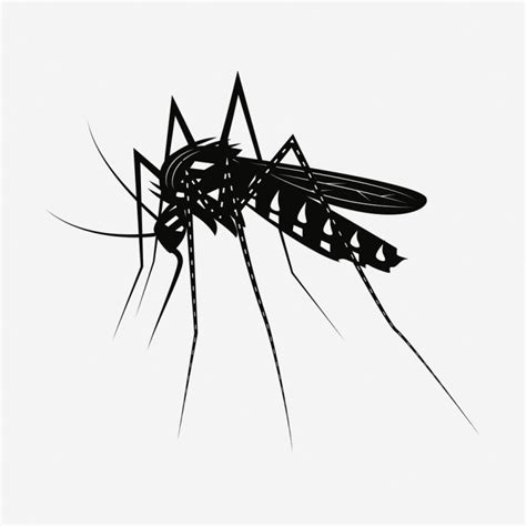 Free Mosquito Drawing Vintage Insect Illustration Free Photo