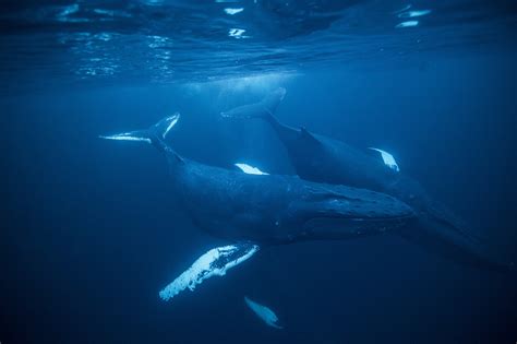 Find over 100+ of the best free humpback whale images. Humpback Whale Wallpaper (62+ pictures)