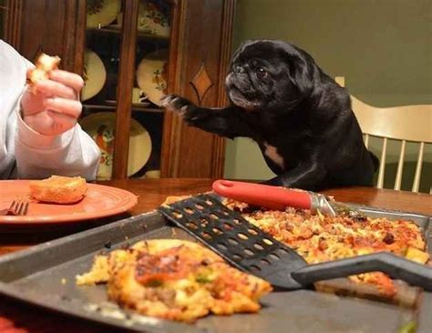 30 Dogs Who Had A Rough Week Pugs Dogs Animals
