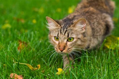 The Most Effective Way To Stop Cats From Killing Birds