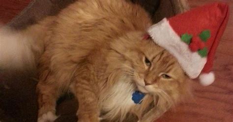 14 year old cat still trying to stay jolly imgur