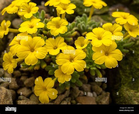 Bright Yellow Flowers Of An Alpine Plant Dionysia Aretioides In A