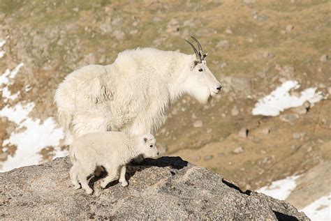 Mountian Goat Mother And Baby Goats Animals With Horns Mother And Baby