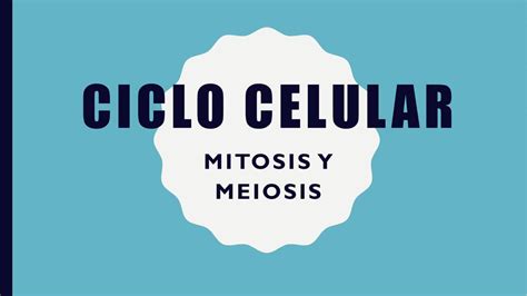 Ciclo Celular Mitosis Y Meiosis Karen González Udocz