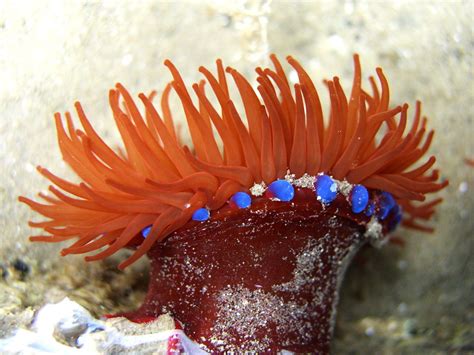 Sea Anenome Ocean Life Photography Sea Anemone Coral Reef Sea Life