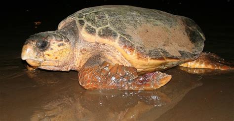 Experts Meet To Develop Plan To Conserve The Pacific Loggerhead Turtle