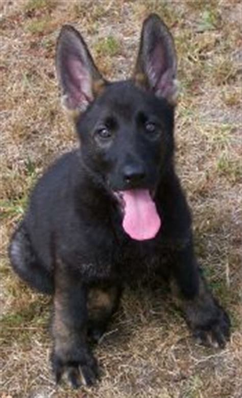 1,053 likes · 1 talking about this · 1 was here. Schutzhund Trained, Washington and Black Sable German ...