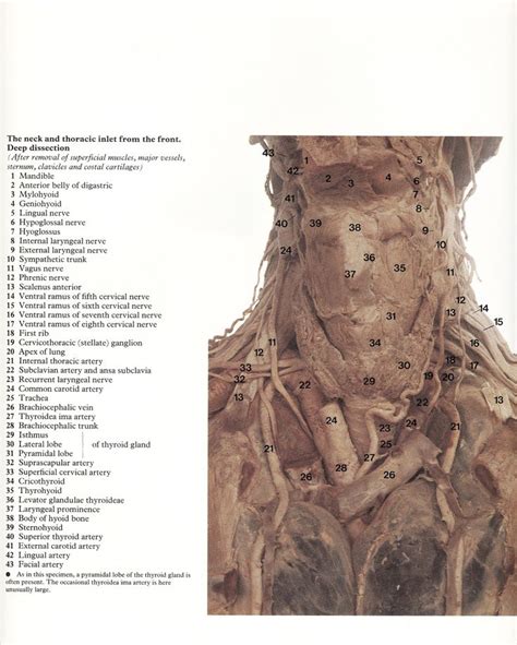 65 Best Part 1 Of 6 Headneck And Brain Atlas Of Human Anatomy Rm