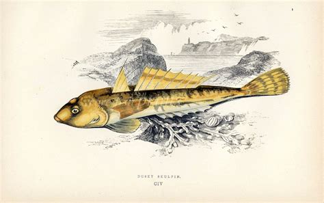 The Dusky Sculpin Fish Print