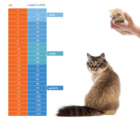 Compared to normal cats, maine coon cats are notably larger. The average senior cat weighs 60 pounds : dataisugly