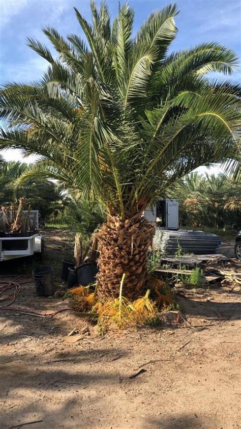 Big Canary Island Date Palm Tree Phoenix Canariensis Etsy