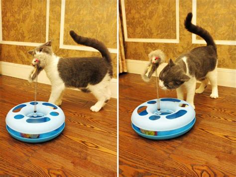 Cat Play Exercise Toy With Mouse Spring Crazy Sales We Have The