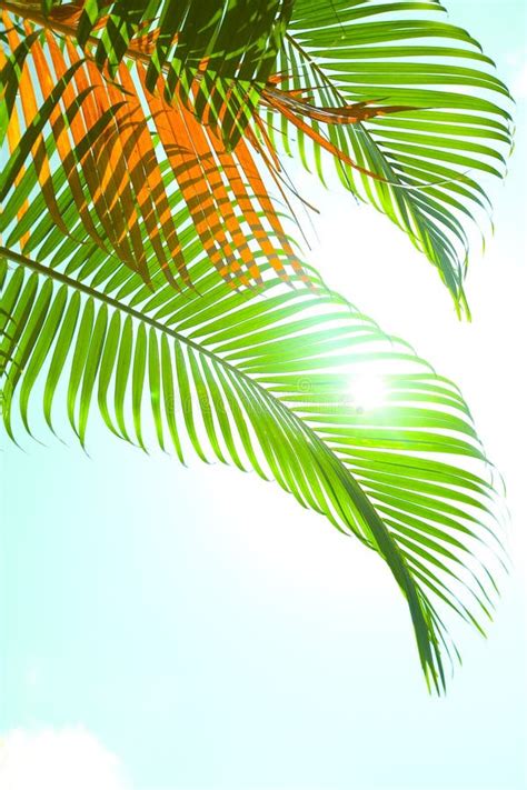 Palm Fronds Waving In The Wind Stock Image Image Of Outside
