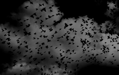2560x1440 Wallpaper Flock Of Birds Peakpx