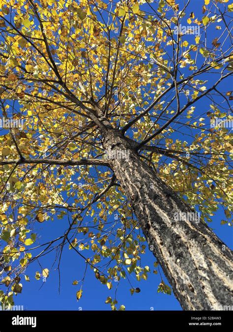 Autumn Leaves On Tree With Blue Skies Stock Photo Alamy