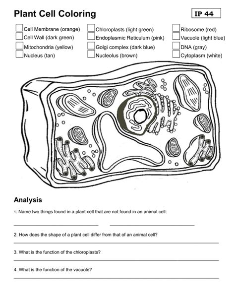 21 Parts Of A Cell Coloring Page Free Coloring Pages Gambaran