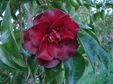 These two year grafts are 12 to. Camelilongo: Camellia japonica `Black Magic´