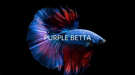 Purple Bettas Care For The Prized Fish In Any Aquarium Betta Care