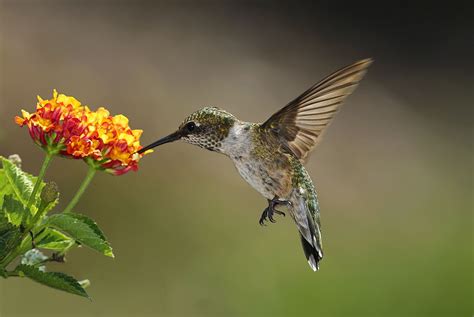 Hummingbirds see red very well but most insects do not, so red flower color is an adaptation to attract hummingbirds as pollinators and reduce competition with insects. Flowers to Attract Hummingbirds: Best Choices