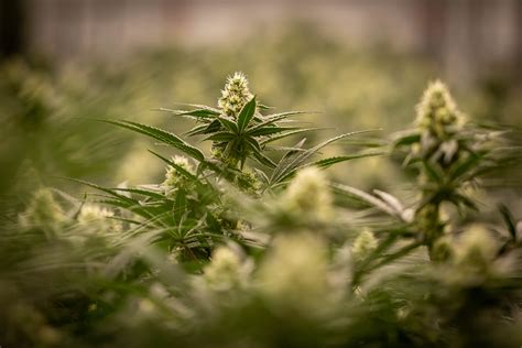 AYR Cannabis Dispensary - Eatontown (Rec) | Dispensary Menu, Reviews