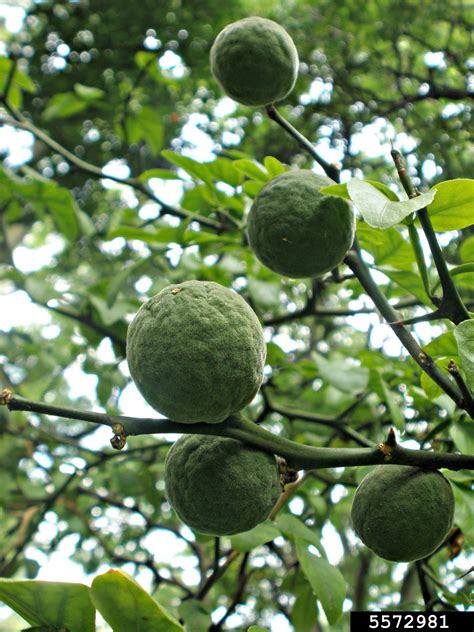 Trifoliate Orange Citrus Trifoliata