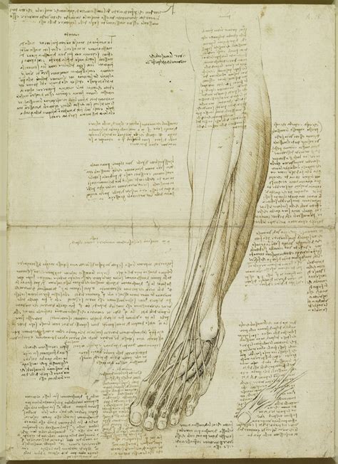 Body Maps Leonardo Da Vinci S Anatomical Drawings Flashbak Human