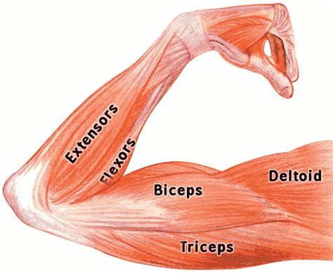 These muscles produce extension at the wrist joint, extension of the fingers and thumb and supination of the forearm. arm muscles labeled | Arm muscle anatomy, Bicep, tricep workout, Arm muscles