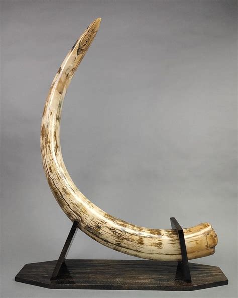 Large 63 Mammoth Tusk For Sale Fossil Realm