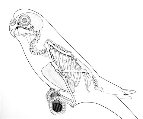 Pin By Lesley Perdomo On Animals Animal Skeletons Bird Anatomy Bird
