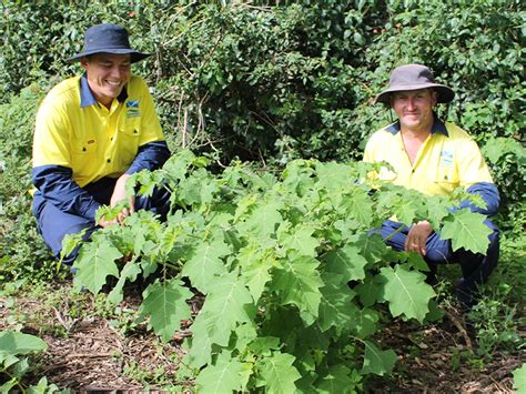 the fight against tropical soda apple continues kempsey shire council working with the macleay