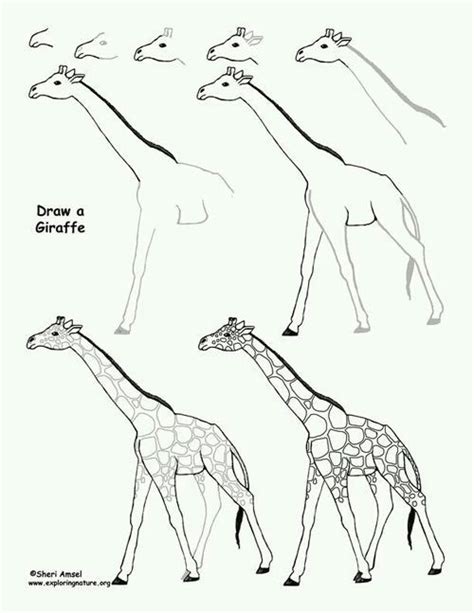 How To Draw A Giraffe Giraffe Drawing Animal Drawings Drawings