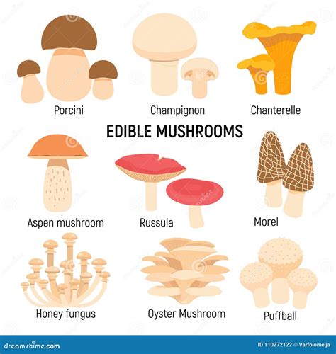 Edible Mushrooms Set Champignon Chanterelle Porcinimorel Vector