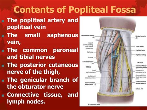6 Anatomy Of Popliteal Fossa