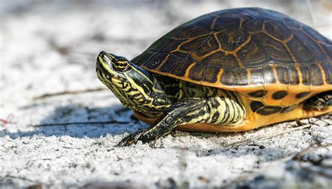 Florida Redbelly Turtle Found Only In Florida And Extreme Southeast