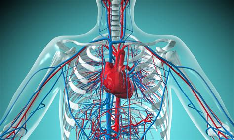 Types Of Circulatory Systems Open Vs Closed